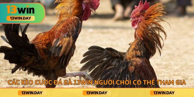 Các kèo cược đá gà 13win người chơi có thể tham gia Các kèo cược đá gà 13win người chơi có thể tham gia
