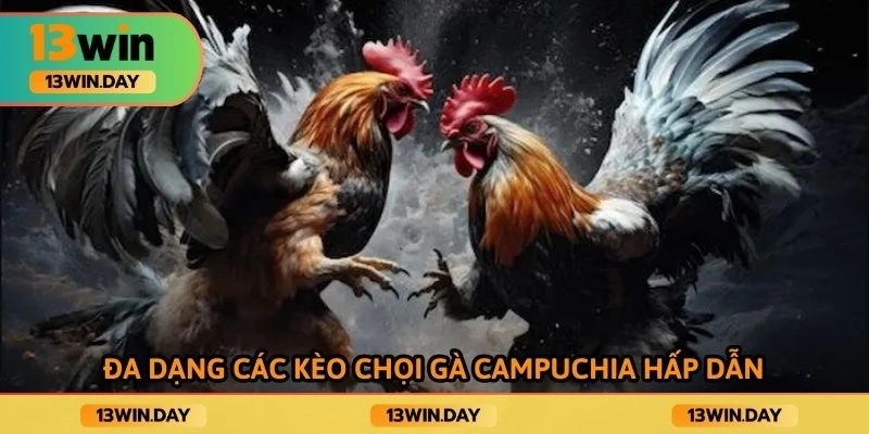 Đa dạng các kèo chọi gà campuchia hấp dẫn
