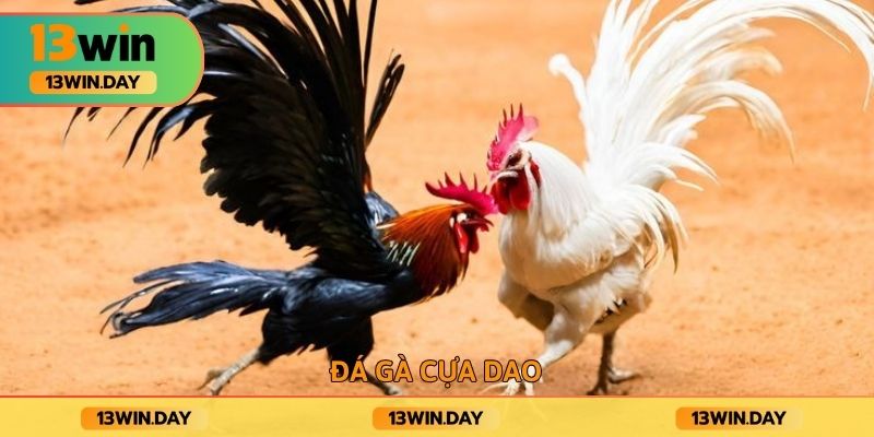 Đá gà cựa dao Đá gà cựa dao