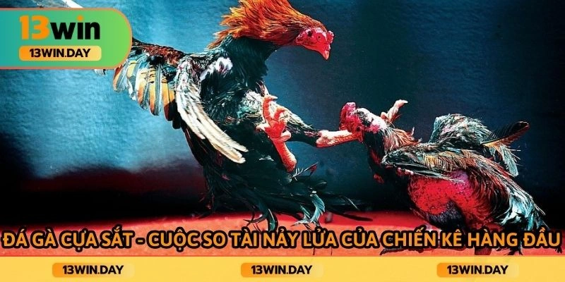 Đá gà cựa sắt cuộc so tài nảy lửa của chiến kê hàng đầu