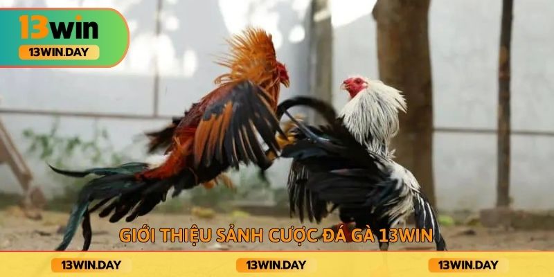 Giới thiệu sảnh cược đá gà 13win Giới thiệu sảnh cược đá gà 13win