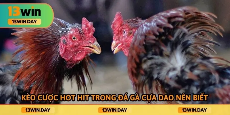 Kèo cược hot hit trong đá gà cựa dao nên biết