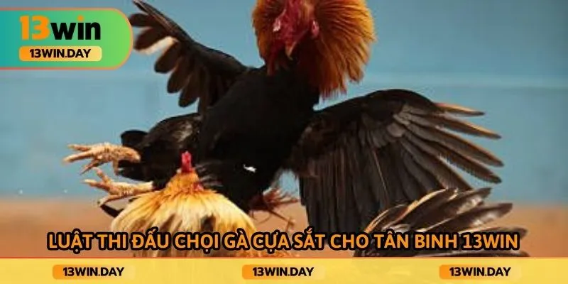 Luật thi đấu chọi gà cựa sắt cho tân binh 13win Luật thi đấu chọi gà cựa sắt cho tân binh 13win