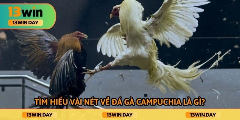 Tìm hiểu vài nét về đá gà campuchia là gì